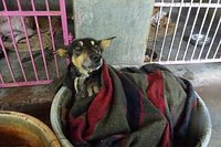 Animal Aid Unlimited (Udaipur) - All You Need to Know BEFORE You Go Animal Aid Unlimited (Udaipur) - All You Need to Know BEFORE You Go
