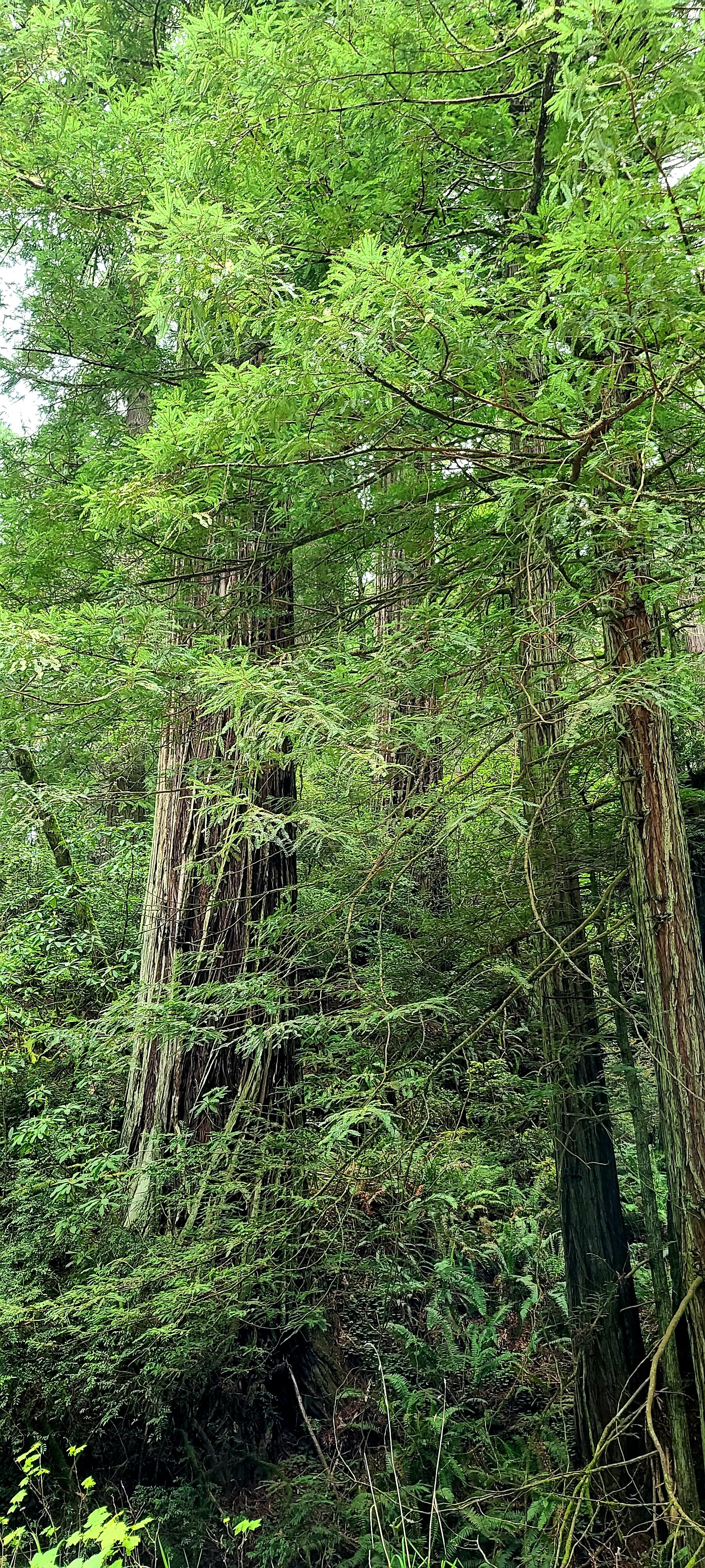 Highway 101 California All You Need To Know BEFORE You Go   Redwoods 