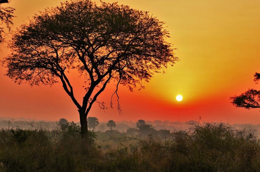 Great Nest Image Safaris Ltd (Entebbe) - All You Need to Know BEFORE You Go