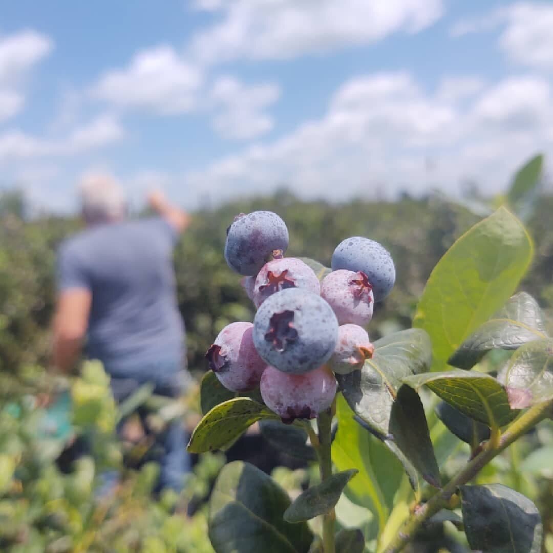 Blueberry Bunch Farm All You Need to Know BEFORE You Go 2024