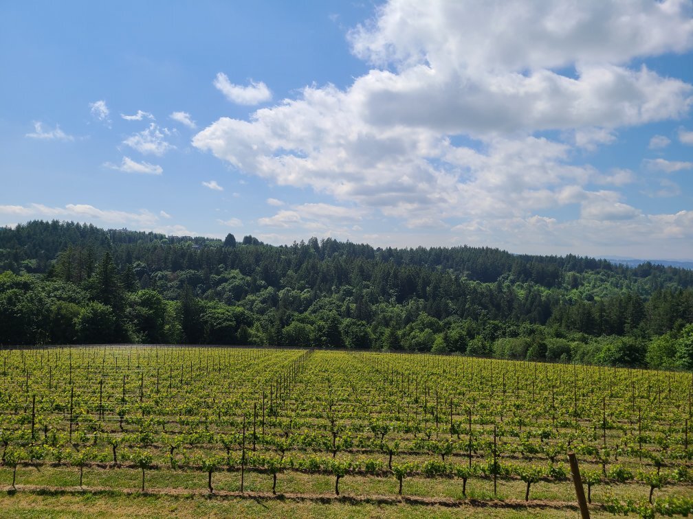 NEMARNIKI VINEYARD & WINERY (Sherwood) - All You Need to Know BEFORE You Go