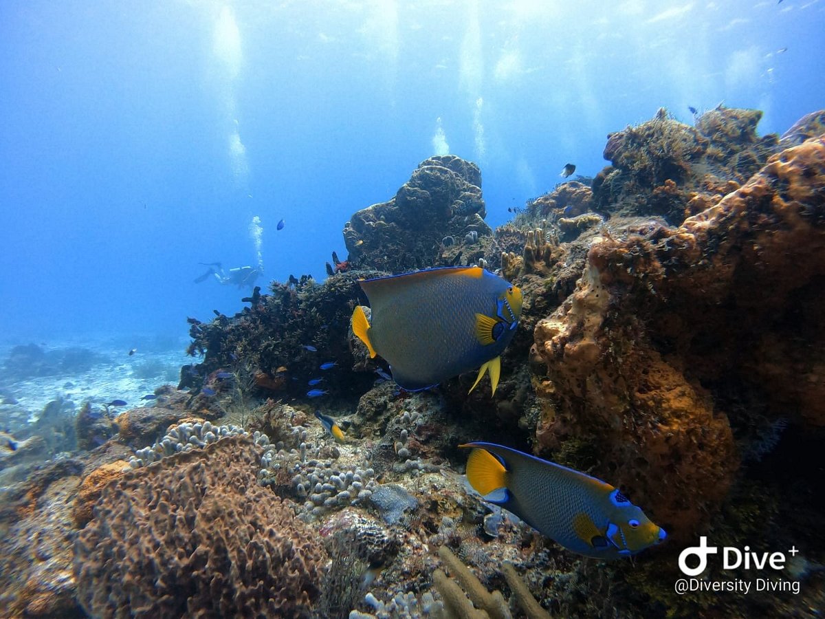 scuba mobile playa del carmen