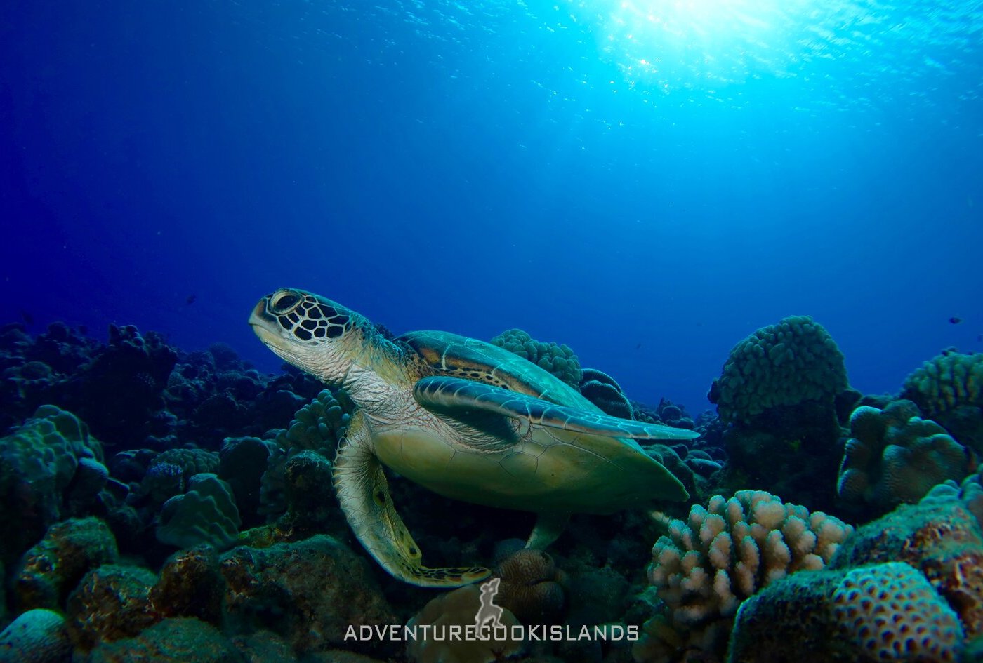 Adventure Cook Islands - All You Need To Know Before You Go (2024)