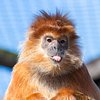 Monkey Haven - Primate Rescue Centre