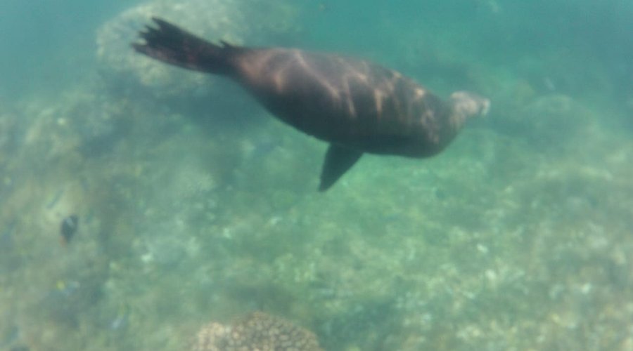 Bonita experiencia de nadar con lobos marinos en arrecife de san rafaelito. Con cleostours