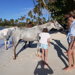 2 of our horses at the beach.