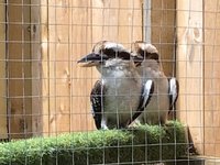 YORK BIRD OF PREY CENTRE - Burn Hall Tollerton Road, Huby, North Yorkshire,  United Kingdom - Zoos - Phone Number - Yelp