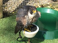 Entry to York Birds of Prey Centre for Two Adults and Two Children