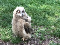 Entry to York Birds of Prey Centre for Two Adults and Two Children