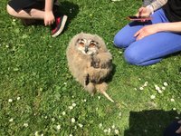 Entry to York Birds of Prey Centre for Two Adults and Two Children