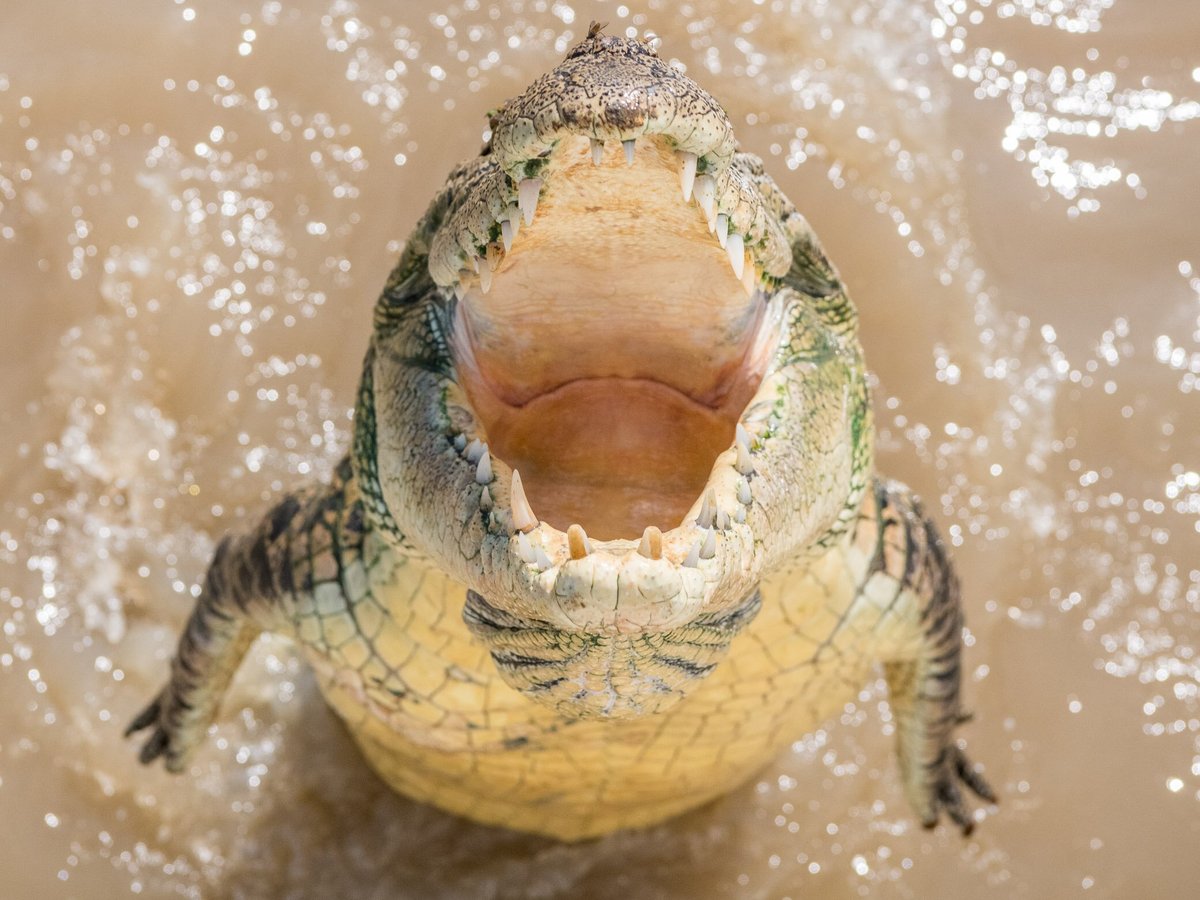 Spectacular Jumping Crocodile Cruise, Дарвин: лучшие советы перед  посещением - Tripadvisor