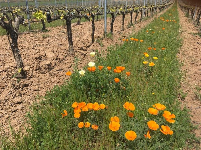 Imagen 4 de Bodega Valenciso