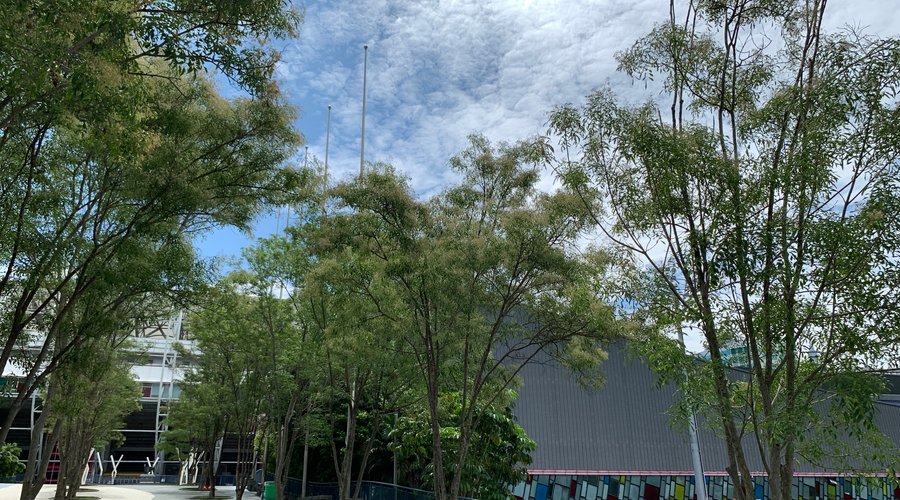 疫情中的台北小巨蛋、体育場及周邊、、 多了些寧靜、清秀、氣質、、