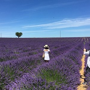 Bức ảnh này chụp tại Valensole – nơi được biết đến với bãi cánh đồng hoa oải hương lớn nhất ở Pháp. Hãy thả mình vào cảnh đẹp này, với hàng trăm ngàn bông hoa oải hương che phủ trên đồng cỏ xanh tươi. Bức ảnh chắc chắn sẽ làm trái tim bạn phải nức nở!