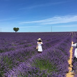 Plateau de Valensole (Valensole Plateau): \