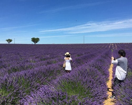 Valensole - địa điểm nổi tiếng với cánh đồng oải hương trải dài tận chân trời. Hãy cùng ngắm nhìn những khoảnh khắc thiên nhiên tuyệt đẹp và huyền ảo tại địa điểm này.