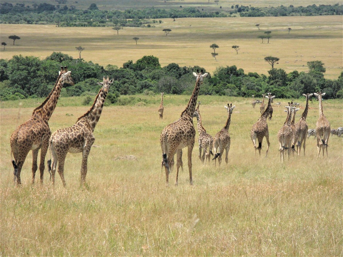 DK Grand Safaris (Nairobi) - All You Need to Know BEFORE You Go