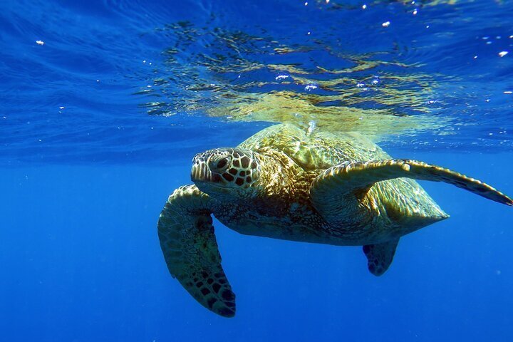 2024 Turtle Canyon Waikiki Snorkel Adventure provided by Dive Oahu