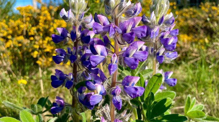 Arctic Lupin/lupinus arcticus  or subalpine lupin. Lupine symbolise happiness, imagination, admiration , and a positive outlook.