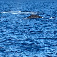 Sydney Whale-Watching Cruise Including Lunch or Breakfast | Australia