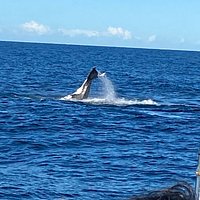 sydney princess cruises oz whale watching