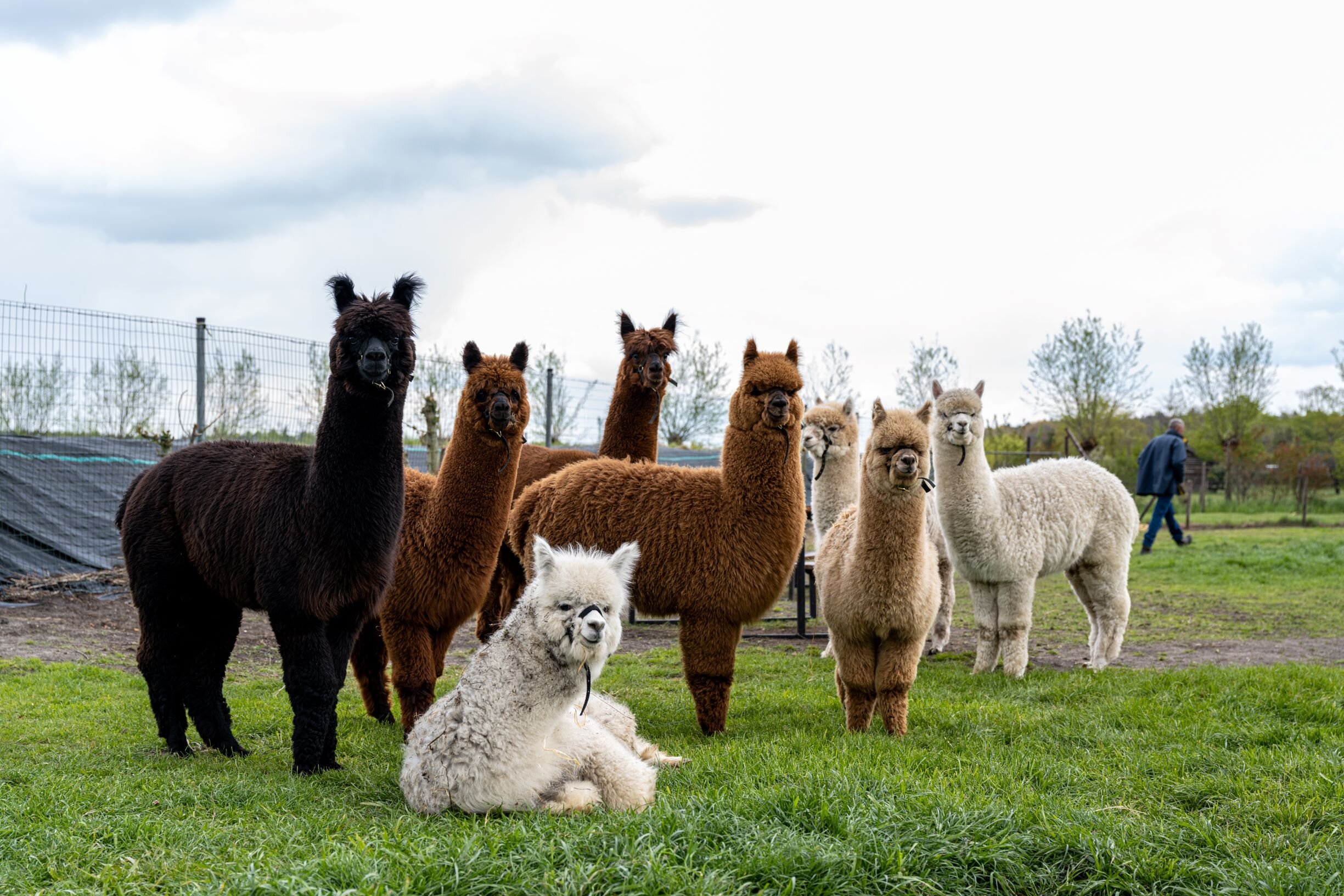 Alpacafarm Riethoven All You Need to Know BEFORE You Go 2024