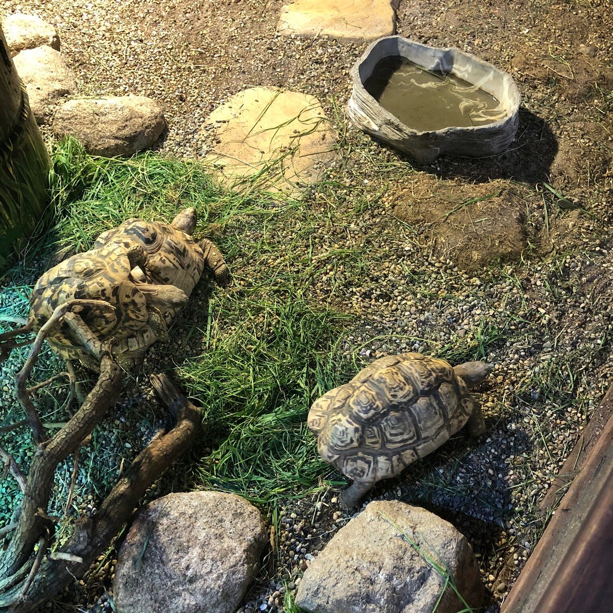 THE NATIONAL REPTILE ZOO (Kilkenny): Tutto quello che c'è da sapere