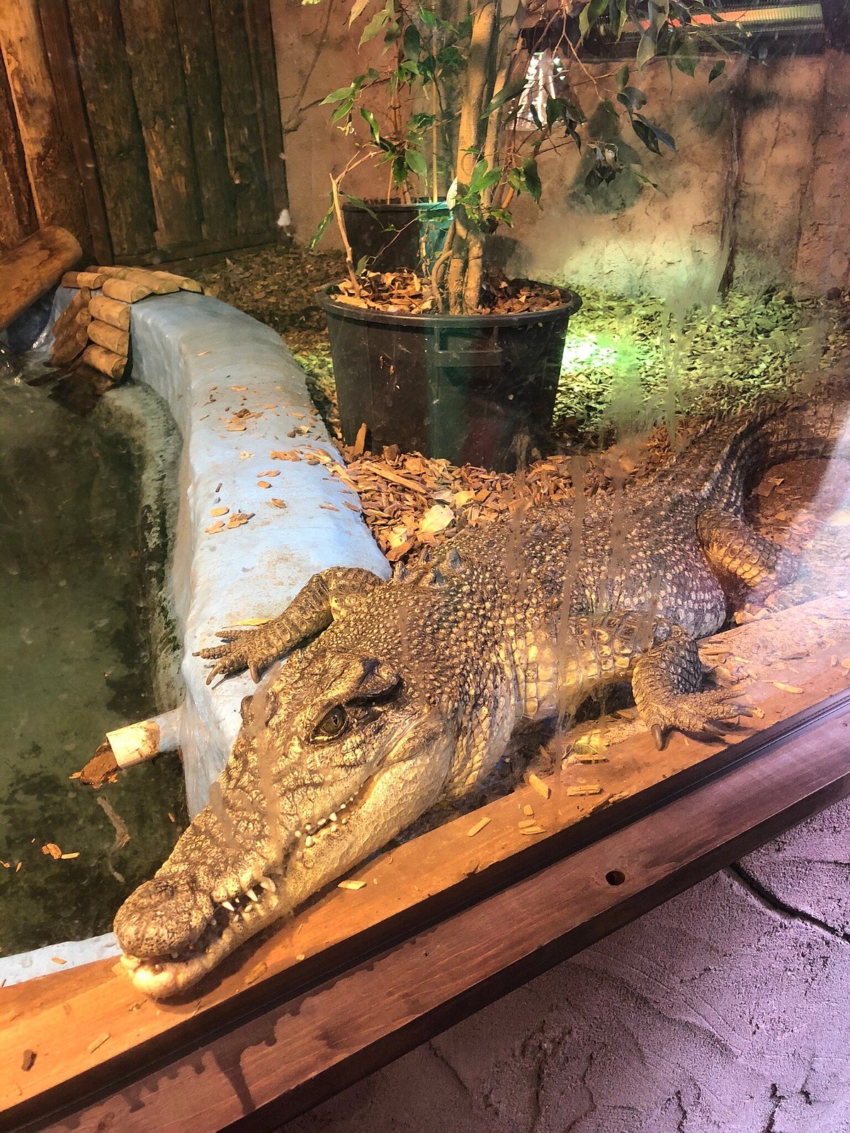 The National Reptile Zoo (Kilkenny) All You Need to Know BEFORE You Go