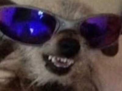 Cachorro