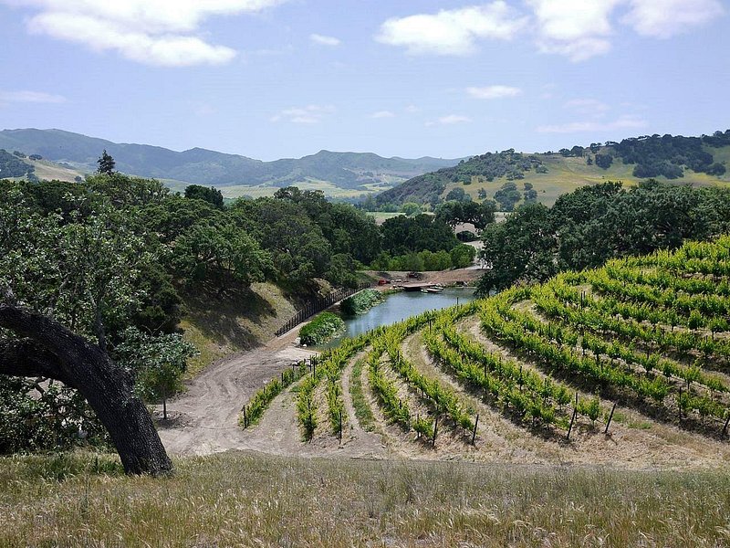 Rolling hills at Pence Vineyards