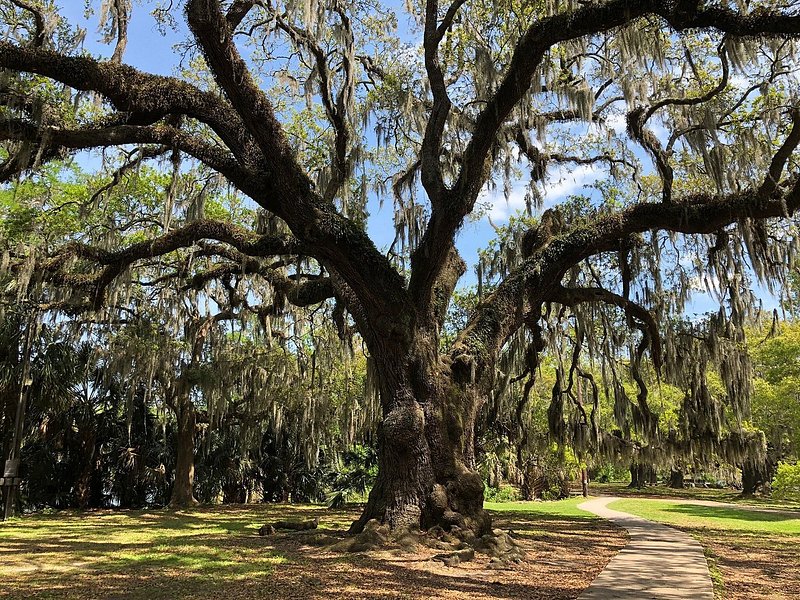 Live oak tree with Spanish moss in City Park