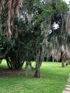 Jungle Gardens (Avery Island) - All You Need to Know BEFORE You Go