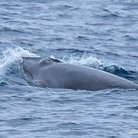 2023 Whale Watching Excursion in Dana Point