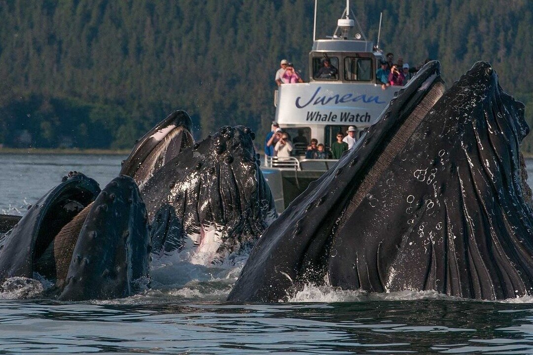 Тур в мурманск на китов. Аляска киты в Джуно. Киты в Джуно. Горбатые киты Аляска. Горбатый кит Териберка.