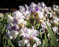 Easter Lace  Tall bearded Iris - Nola's Iris Gardens