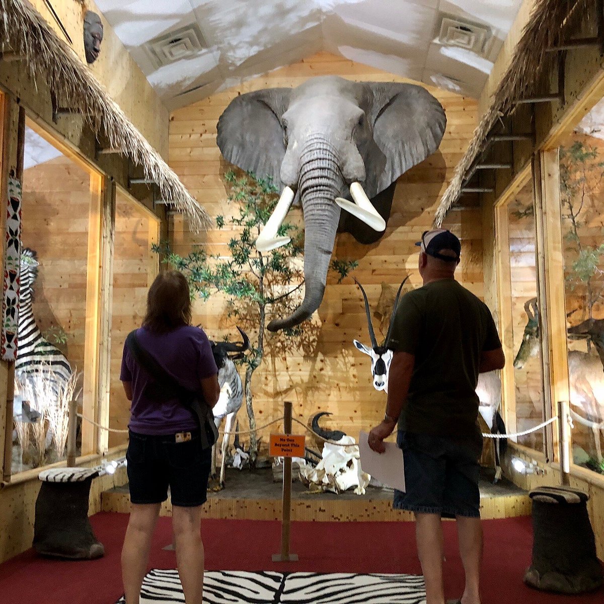 Beavers Bend Wildlife Museum (Broken Bow) - All You Need to Know BEFORE