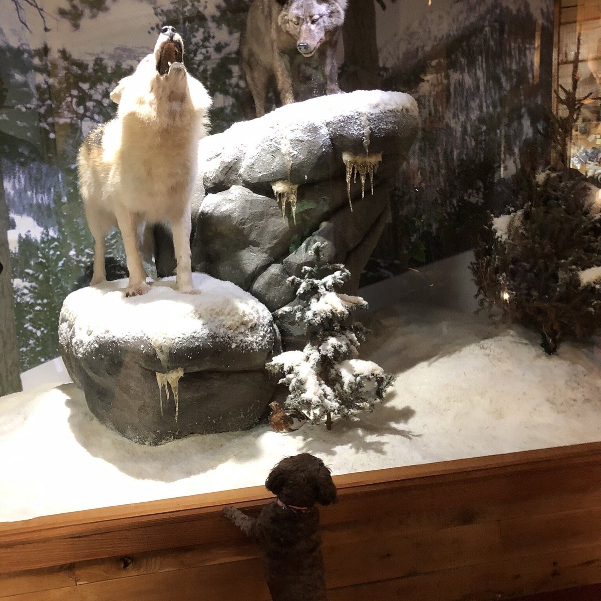 BEAVERS BEND WILDLIFE MUSEUM (Broken Bow) - All You Need to Know BEFORE