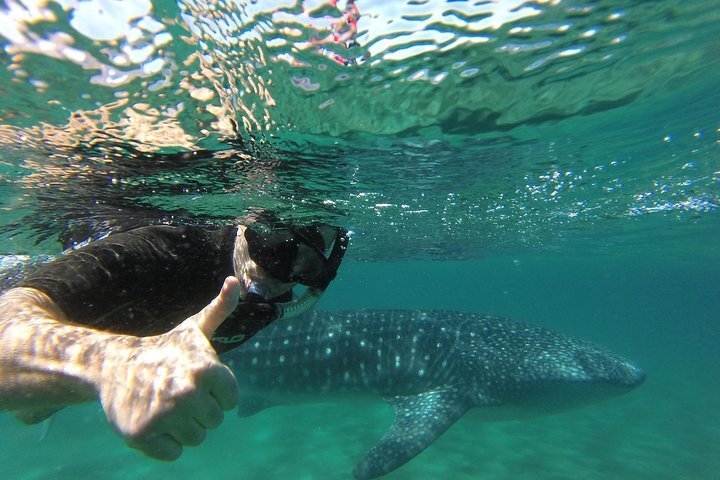 2024 Whale Shark snorkeling tour in a reduced group with local marine ...