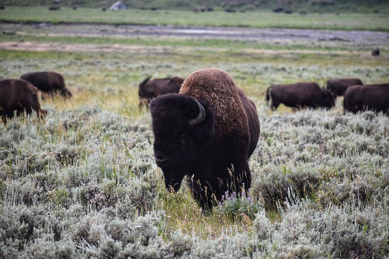 Yellowstone 101: All the Intel You Need to Plan Your Visit - Tripadvisor