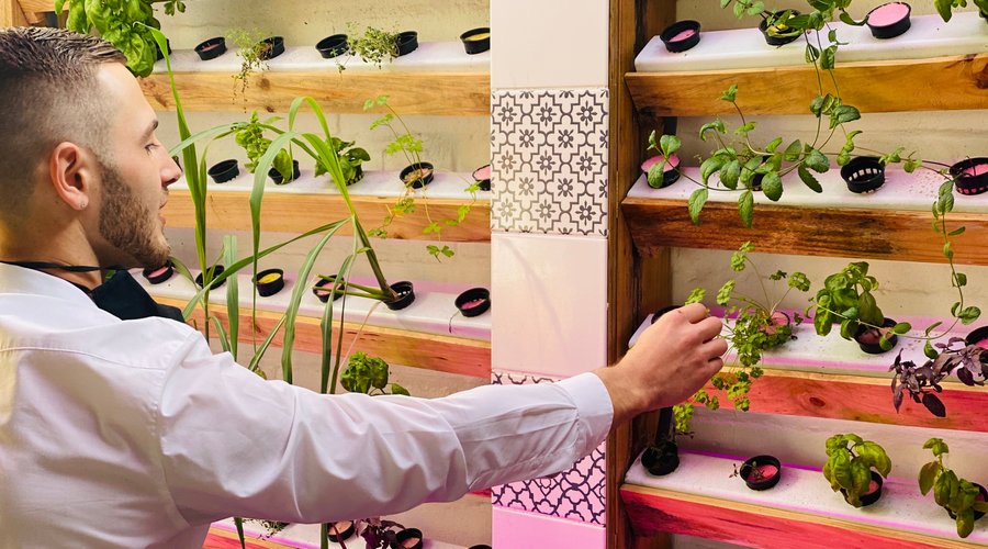 Fresh herbs from our hydroponics 