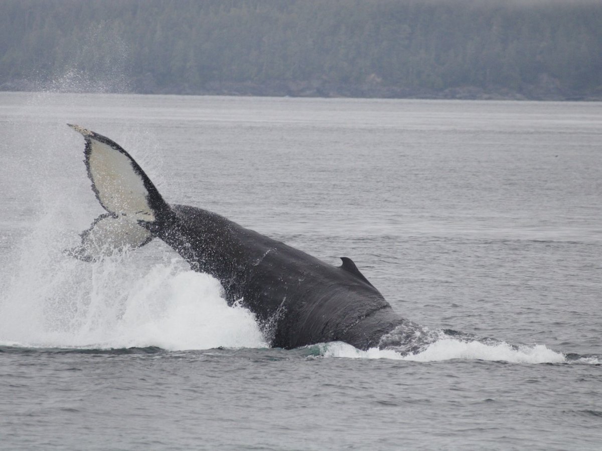 PRINCE OF WHALES - WHALE WATCHING ADVENTURES - All You MUST Know Before ...