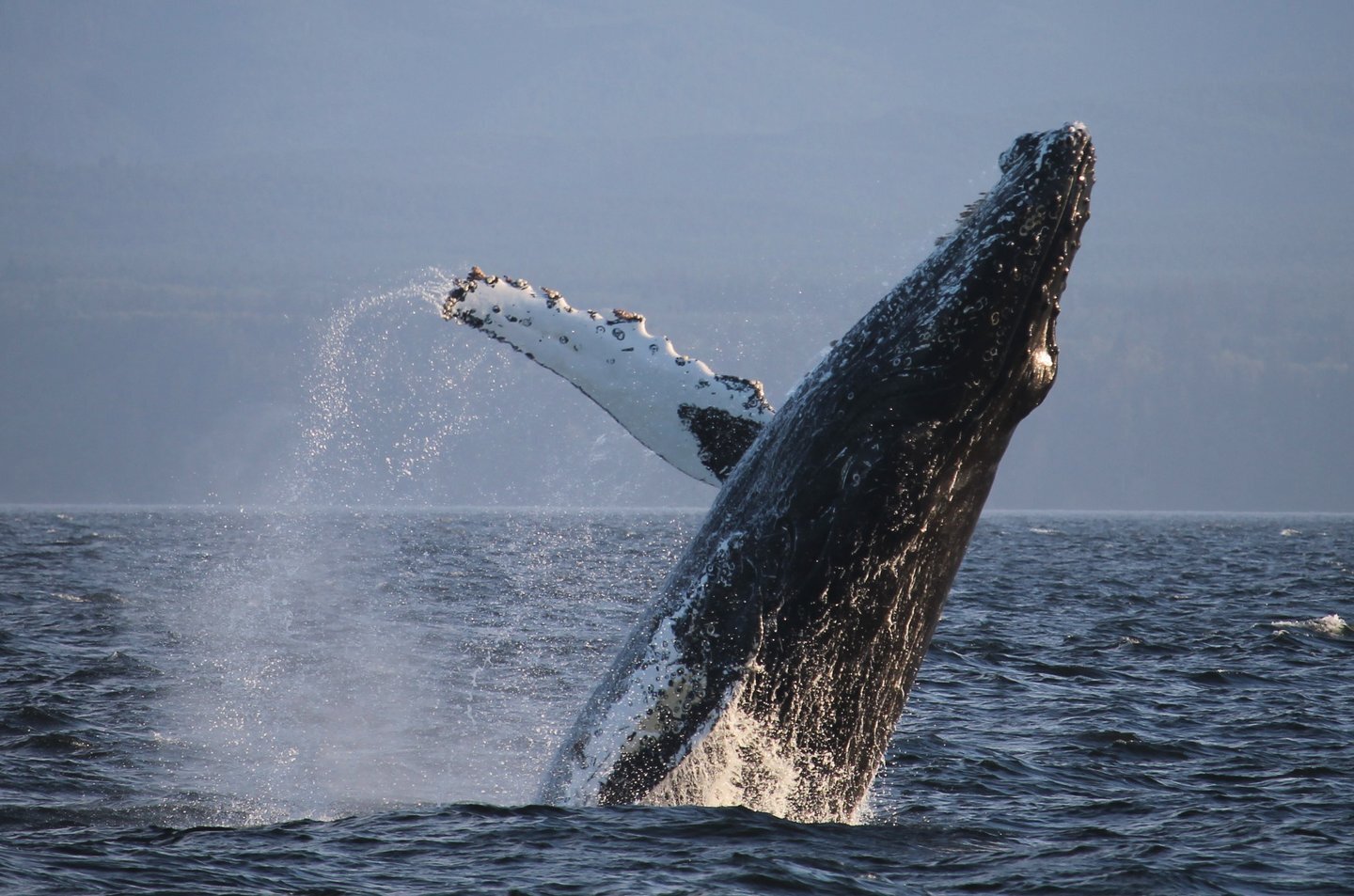 Prince of Whales - Whale Watching Adventures (Victoria) - All You Need ...