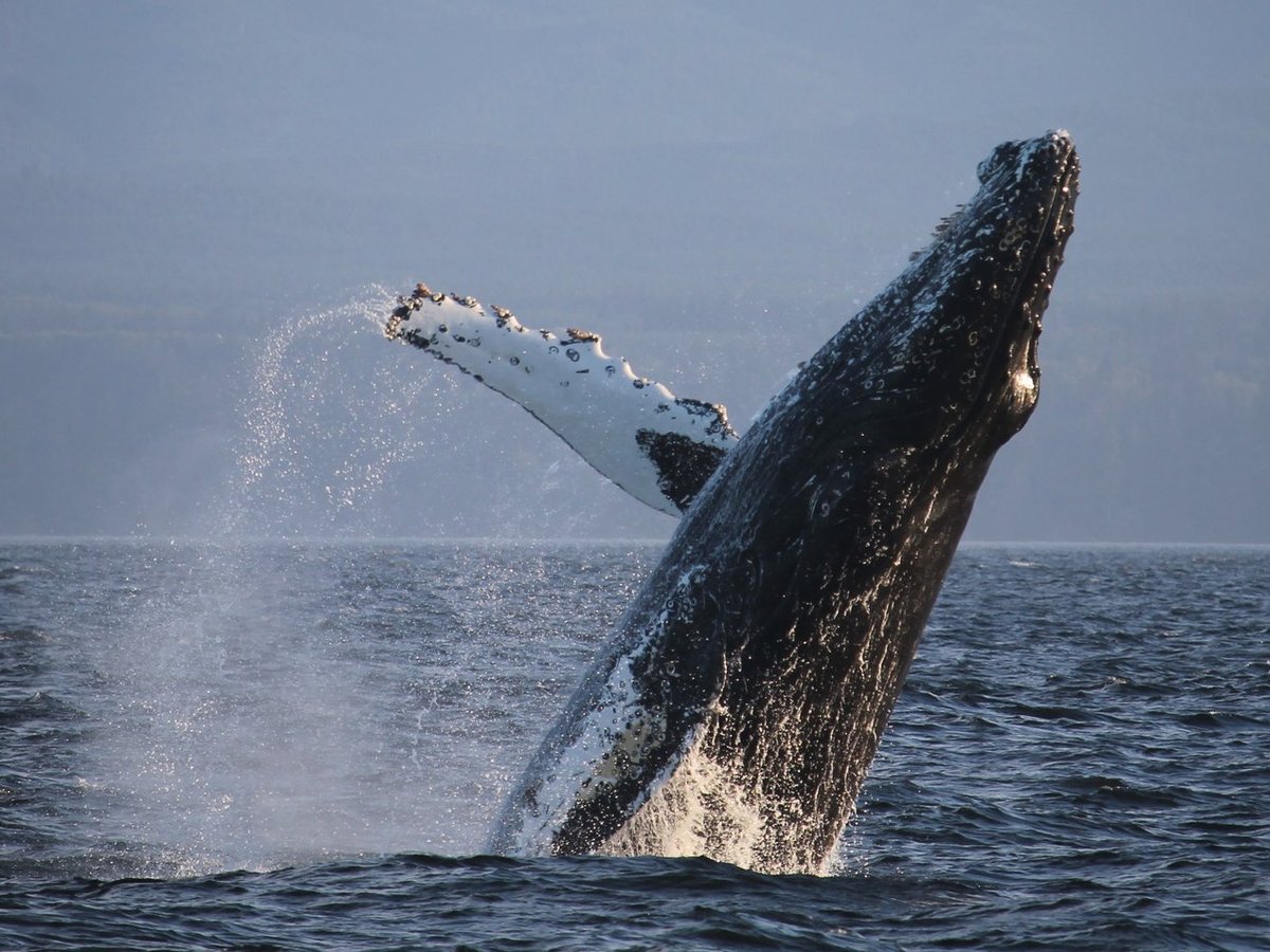 Prince of Whales - Whale Watching Adventures (Victoria) - All You Need ...