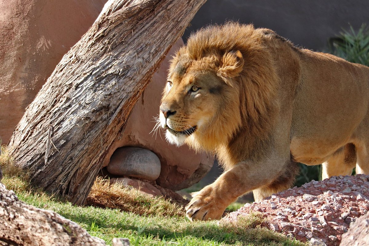 safari zoo rides