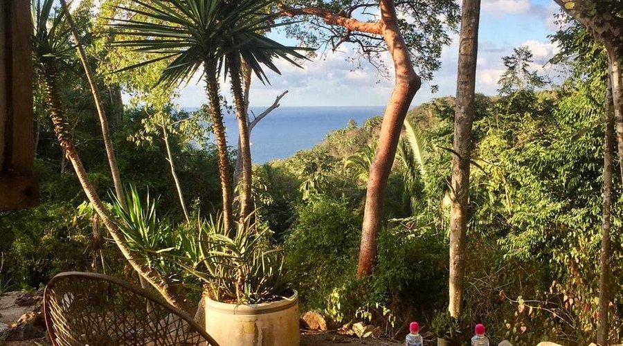 One view from our jungle garden
