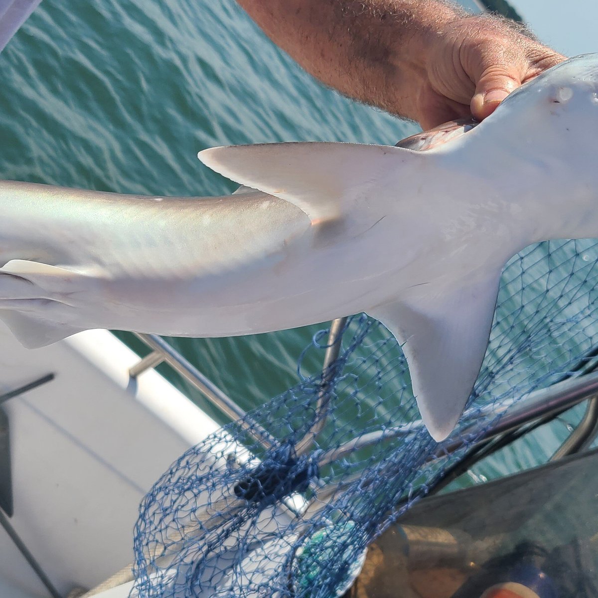 SEA DOLPHIN CHARTERS (Fernandina Beach) - All You Need to Know BEFORE ...