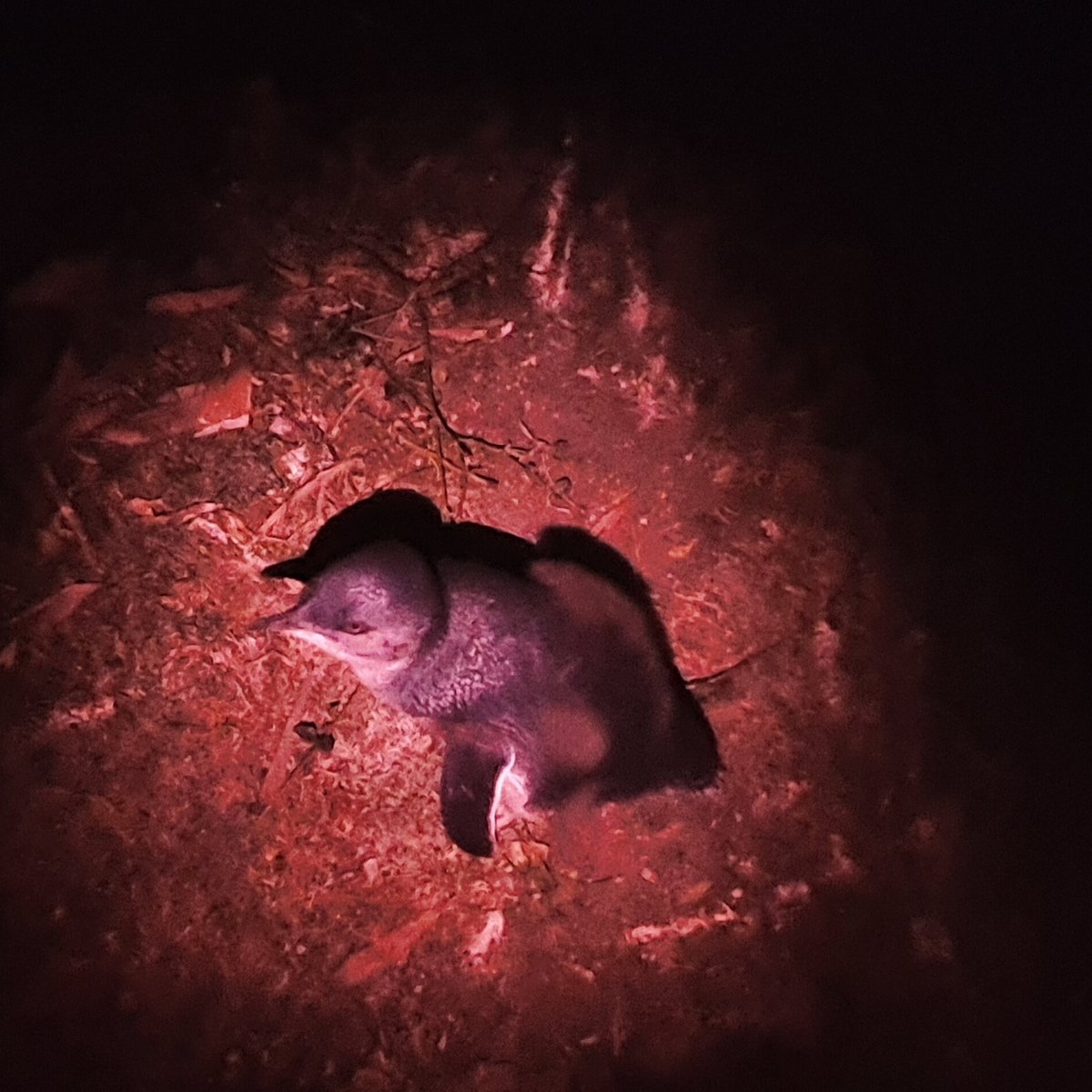 Godfrey’s Beach Penguin Viewing (Stanley) Aktuelle 2021 Lohnt es sich? (Mit fotos) Tripadvisor
