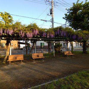 新座市の公園 自然 ベスト10 トリップアドバイザー