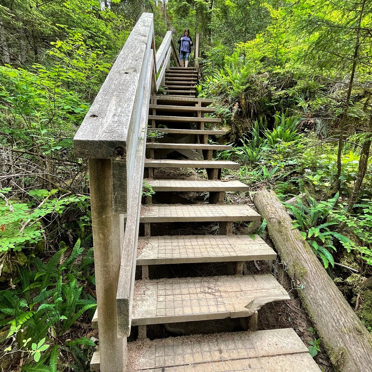 Nice steps. Стремянка Садовая деревянная. Дерево Линн-Вэлли фото. Lynn Valley North Vancouver.. Дерево Линн-Вэлли 126 метров фото.