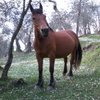 cinziaforni